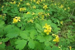 herb celandine to treat toenail fungus